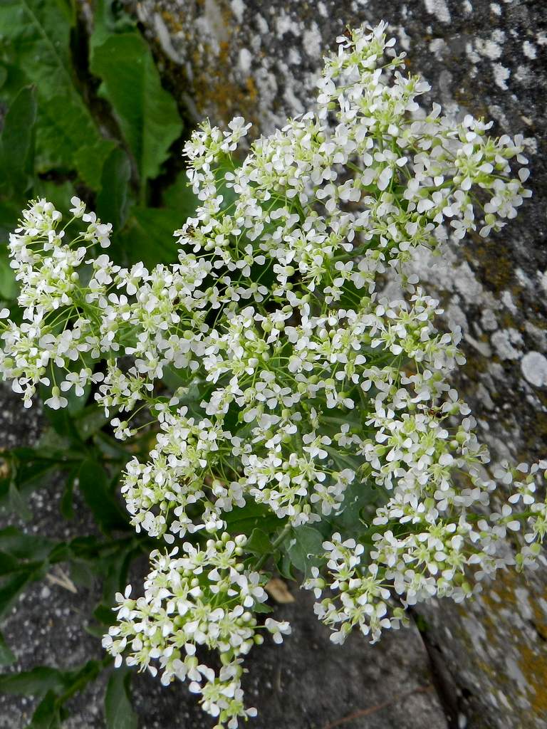 Lepidium draba ( =Cardaria draba) / Cocola, lattona